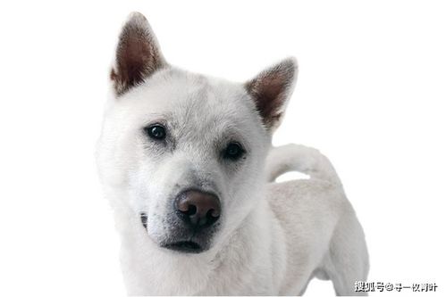 日本六犬是什么意思,分别是哪些犬种,除了这些还有吗