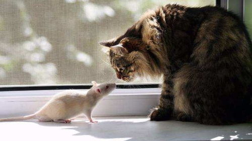 老鼠携带很多病菌,为什么老鼠不会生病传染,看完才明白真相