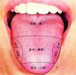 很实用,10分钟学会中医舌诊技巧 舌头 