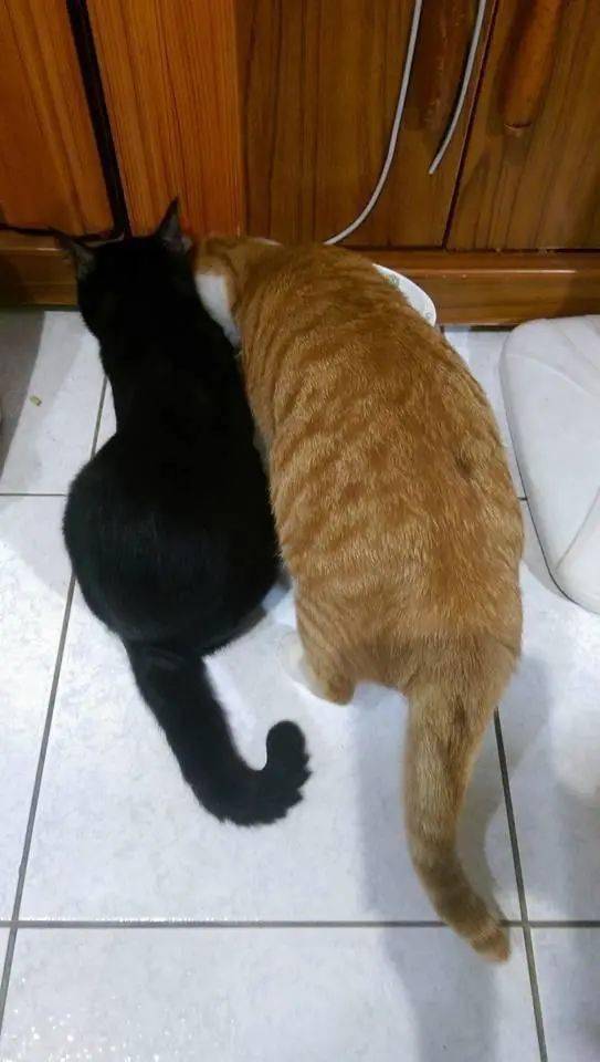 大黑猫 以大欺小 经常欺负小橘猫,一年后小橘猫竟然这样报复它