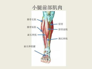 胫腓骨骨折并骨筋膜室综合征 图片欣赏中心 急不急图文 Jpjww Com