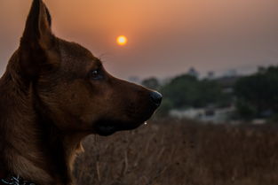 忠犬八公的真实与感动，忠犬八公是真实故事吗知乎