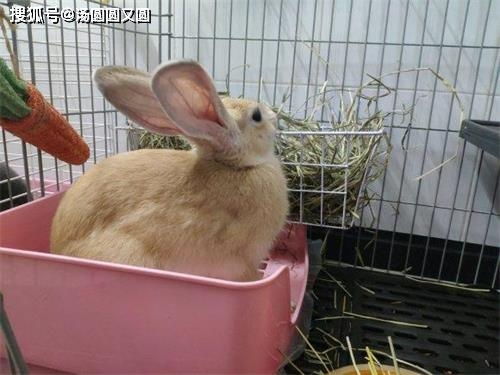 兔子吃芹菜能化毛吗