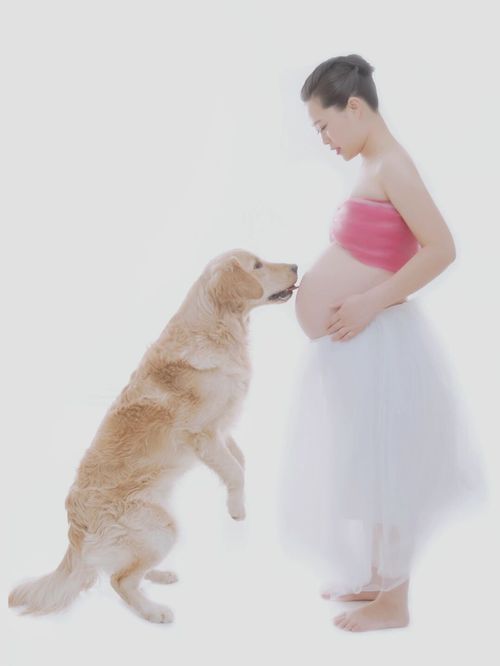 孕期可以养狗吗 是冲突还是无知
