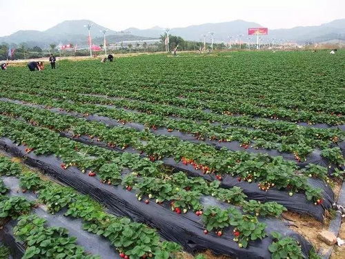 深圳周末休闲的地方烧烤 摘草莓 摘桑葚(光明农场有没有免费停车场)