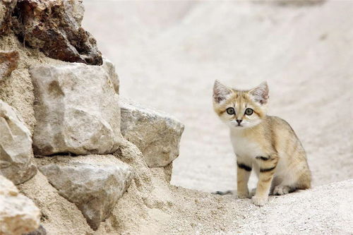 撒哈拉沙漠一种长不大的猫,捕蛇时比兔狲还凶猛,爱挖洞埋食物