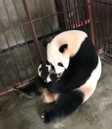 大熊猫不慎意外怀孕,生下了一只独子,饲养员看后乐开了花