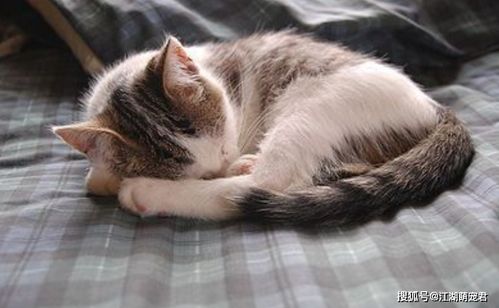 猫咪身体健康,睡前才会有这样的行为