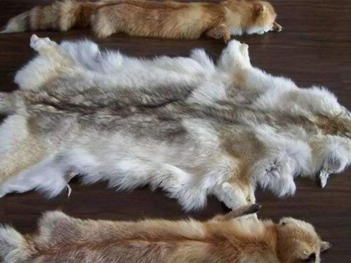 高仿狐狸毛和真狐狸毛的区别 