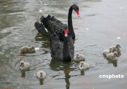 武汉动物园一窝孵出8只黑天鹅创纪录 