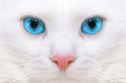 猫眼流粘黄水,猫咪眼睛流黄水 