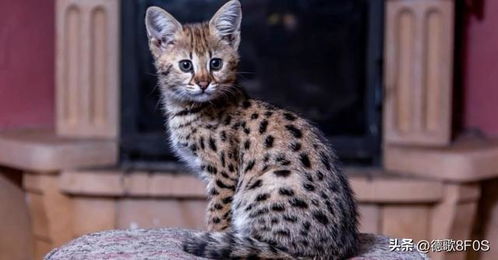 世界上15 种最昂贵的猫品种