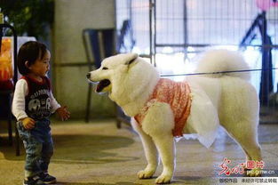 上海爱狗人士举办 宠物主题婚礼 成群萌宠走红毯 组图