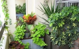 家里的观叶植物还绿着吗 室内绿叶植物养护技巧