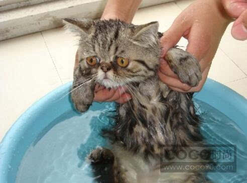如何给小猫洗澡猫咪洗澡技巧讲解 搜狐其它 搜狐网原标题 如何给小猫洗澡猫咪洗澡技巧讲解猫是一个很爱干净的宠物,宠
