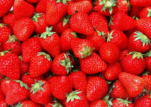 草莓耐阴吗是耐阴植物吗,露天种植草莓怎么防雨