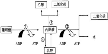 毕业论文葡萄糖的代谢