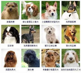一篇文章让你分清所有狗的品种 
