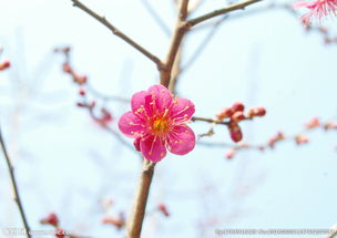 樱花图片 