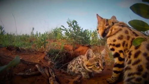 非洲最小的猫,猫科捕猎效率最高的 杀戮机器 ,被全世界禁养