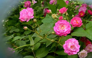 蔷薇科植物的主要特征和经济价值,蔷薇花的特点有哪些？