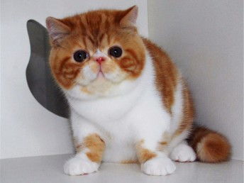图 一线鼻 异国短毛猫 加菲猫出售 纯种加菲猫价格 广州宠物猫 