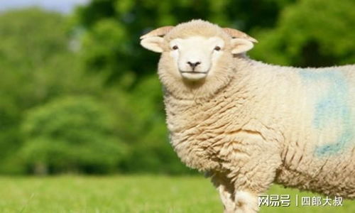 老一辈的常说 属羊人出生在这几月,男富女贵,一辈子吃穿不愁