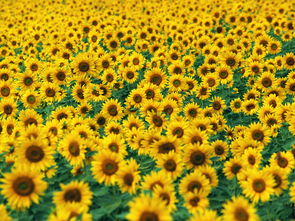 太阳花的寓意和象征风水,用向日葵来形容爱情是什么含义？
