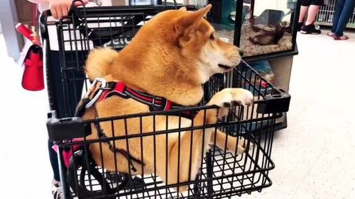 美国宠物超市长啥样 狗狗可以随便进,还可以坐小推车里购物 