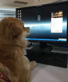 转给老板 办公室养狗的各种好处 谷歌脸谱网都在做 