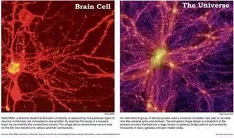 新认知 宇宙是一种未知生物 人类是寄生体内的细菌 