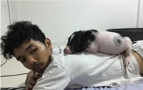 泰国男子每天都会抱着猪睡,当一年过后,在看到这只猪惊呆了 