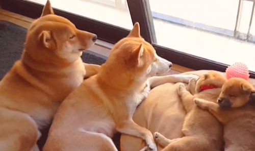 柴犬 夫妻 生了3只奶狗,把它们当宝一样,狗爸很暖心啊