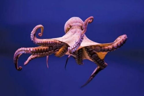 匪夷所思 被称为 外星生物 的章鱼,竟然可以用触手尝出危险物