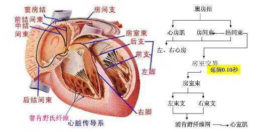 2020广西教师资格笔试体育 心脏的生理特性