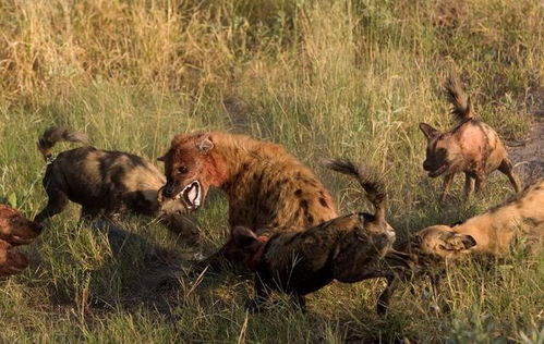 为什么说当非洲野狗对上非洲鬣狗时,野狗一定会胜出