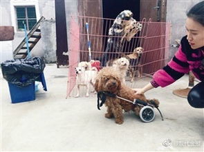 宁波一群爱狗人士做了件事 帮上百只流浪狗找新家 