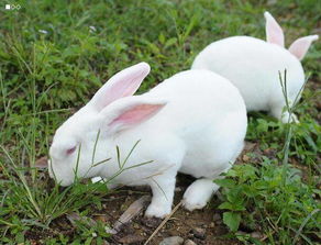 宠物兔饲养方法有哪些 獭兔的养殖注意事项