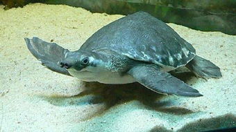 猪鼻龟有多大，几公分？