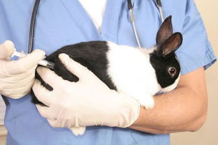 被兔子咬伤要打疫苗吗 