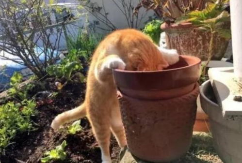 傻橘猫每天趴在空花盆摸来摸去 种的小鱼干呢 