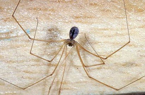 家里长腿蜘蛛,蜘蛛对人有害吗 