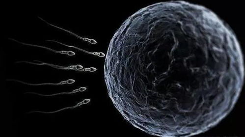 男女同房,精子进入女生体内后,没受孕成功的,最后到哪去了