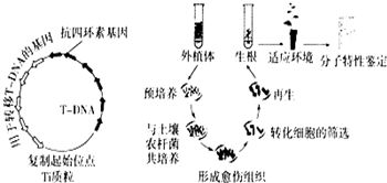 土壤农杆菌是一种能引起双子叶植物产生冠瘿瘤的土壤细菌,它带有Ti质粒.Ti质粒是携带细菌DNA向宿主植物 