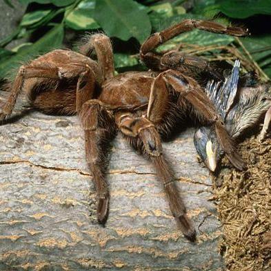 亚马逊巨人食鸟蛛 