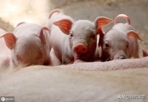 种猪疾病的种类与防治以及检疫