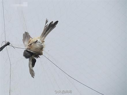 南京现百米捕鸟大网 鸟尸随处可见 