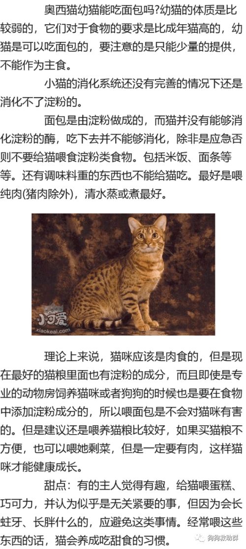 奥西猫幼猫能吃面包吗 面包淀粉含量太高