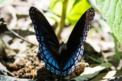 白天看到黑蝴蝶预兆,看到黑色的蝴蝶是什么预兆？