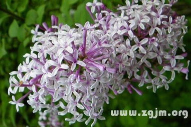 梦见丁香花花谢(梦到丁香花开满园香)